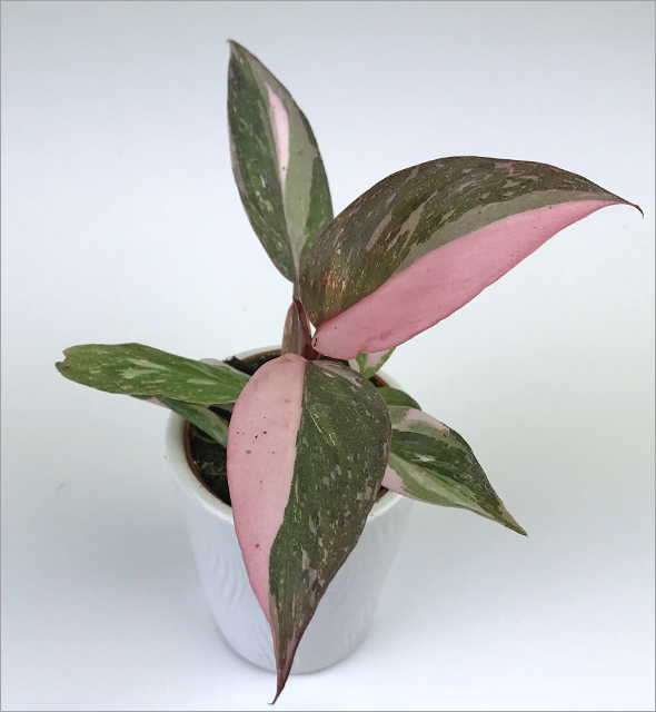 Philodendron 'Pink Princess'